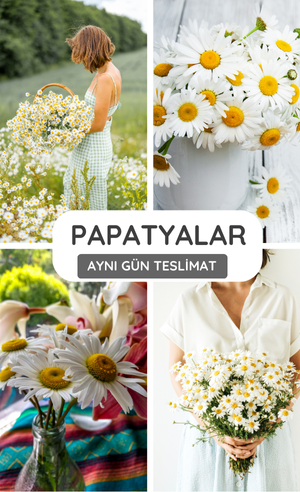 papatyalar